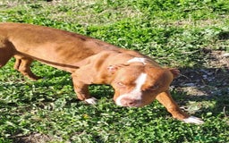Pitbull cani in regalo: Ultimo splendido Pitbull rimasto,10mesi.CALABRIA a Città metropolitana di Milano - Immagine 4