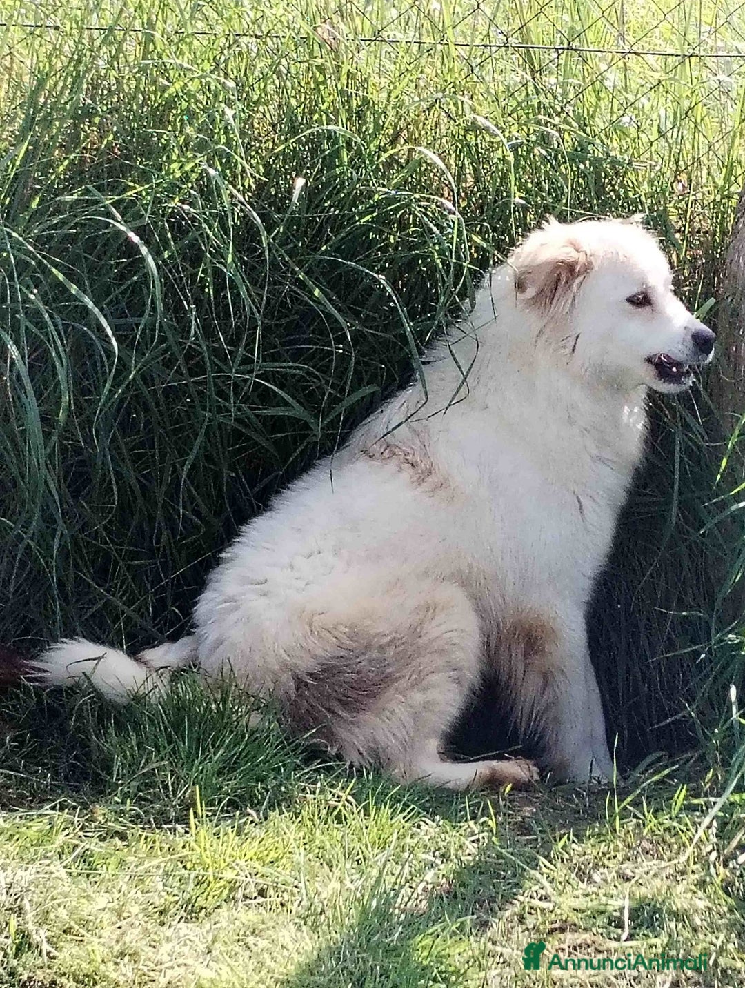 Meticcio cani in regalo: Scirocco maremmano dagli occhi pieni d amore a Provincia di Latina - Annuncio 5