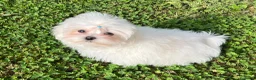 Maltese cani in vendita: Cucciolo di maltese con pedigree ENCI  - Annuncio 4