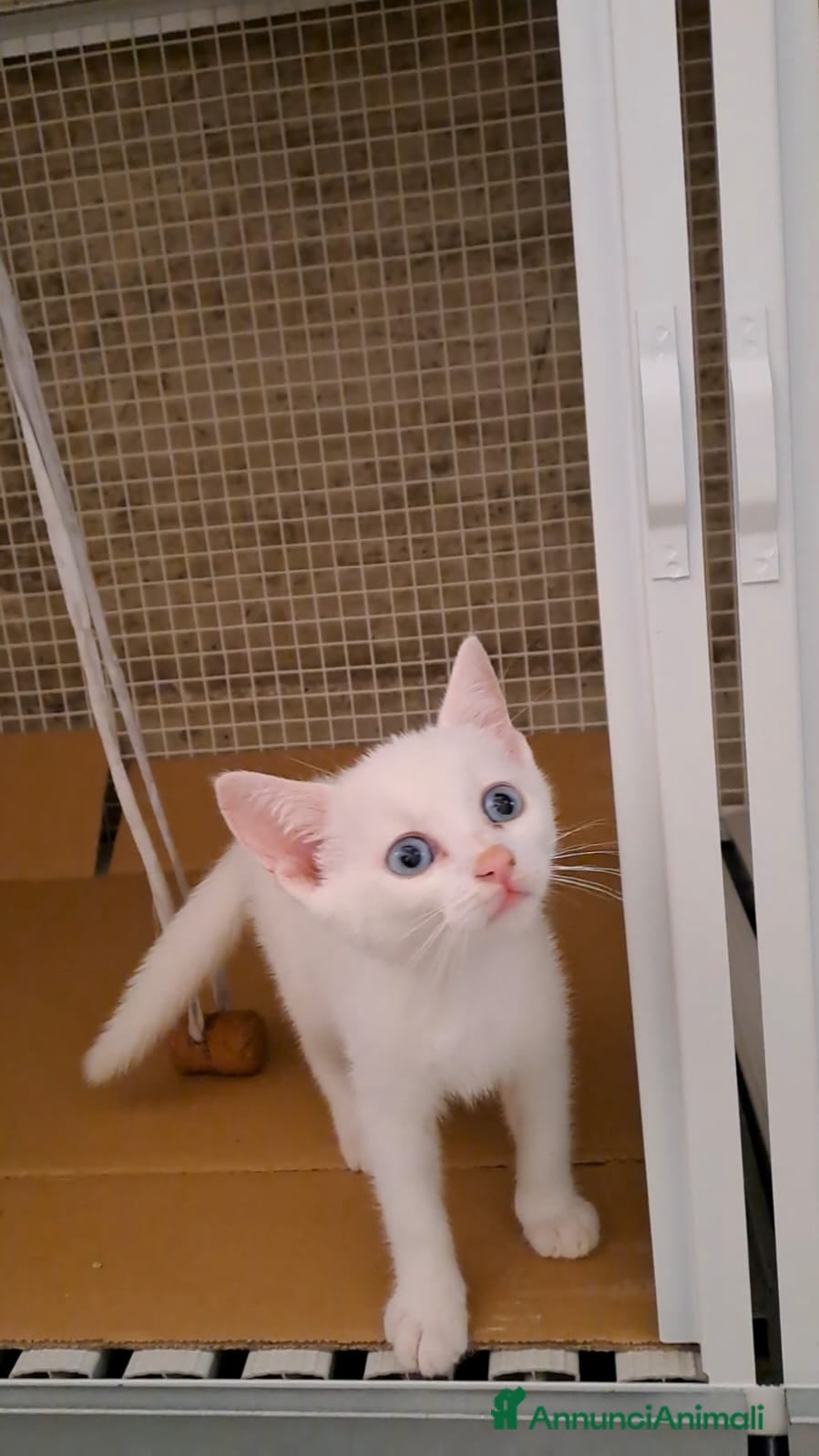 Altre razze gatti Tre fratellini cercano casa - Annuncio 2