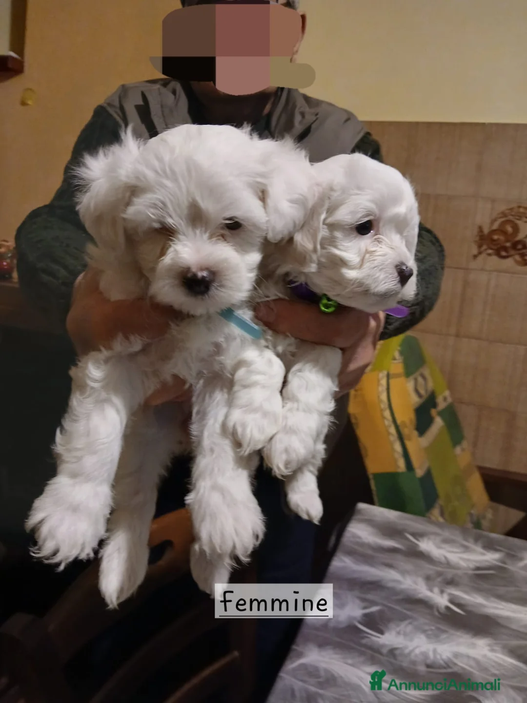 Maltese cani in vendita: Cuccioli maltesi - Annuncio 4