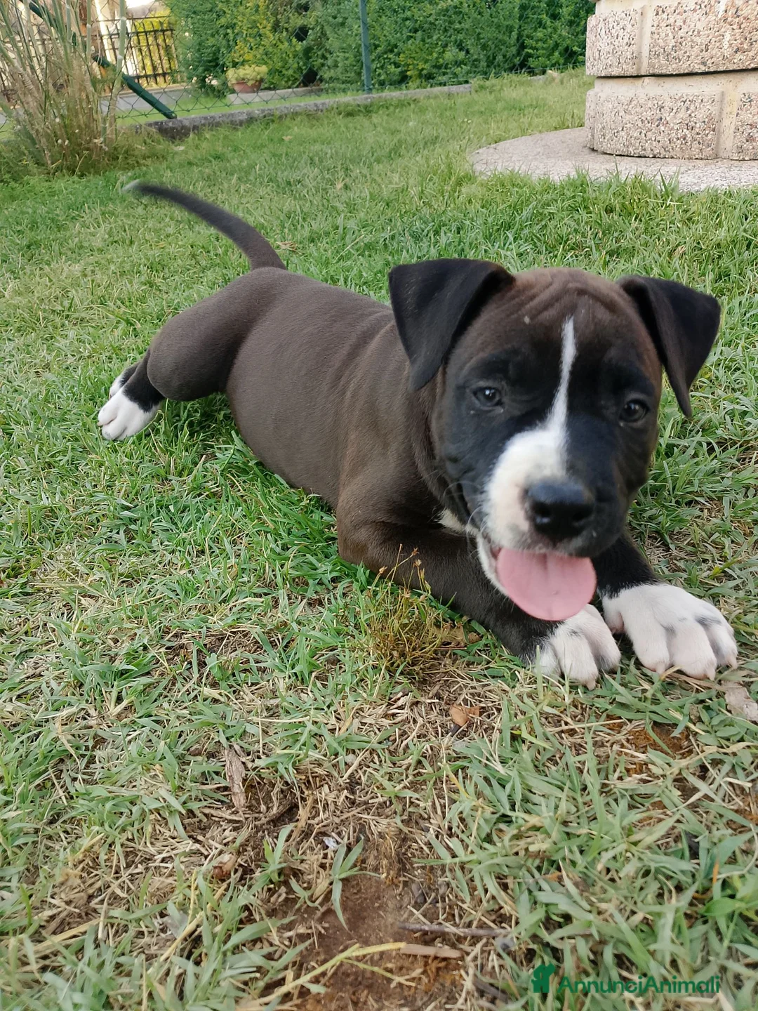 American Staffordshire cani in vendita: Amstaff - Annuncio 1