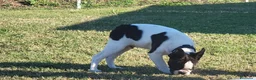 Boston Terrier cani in vendita: Cucciolo maschio di Boston Terrier - Annuncio 7