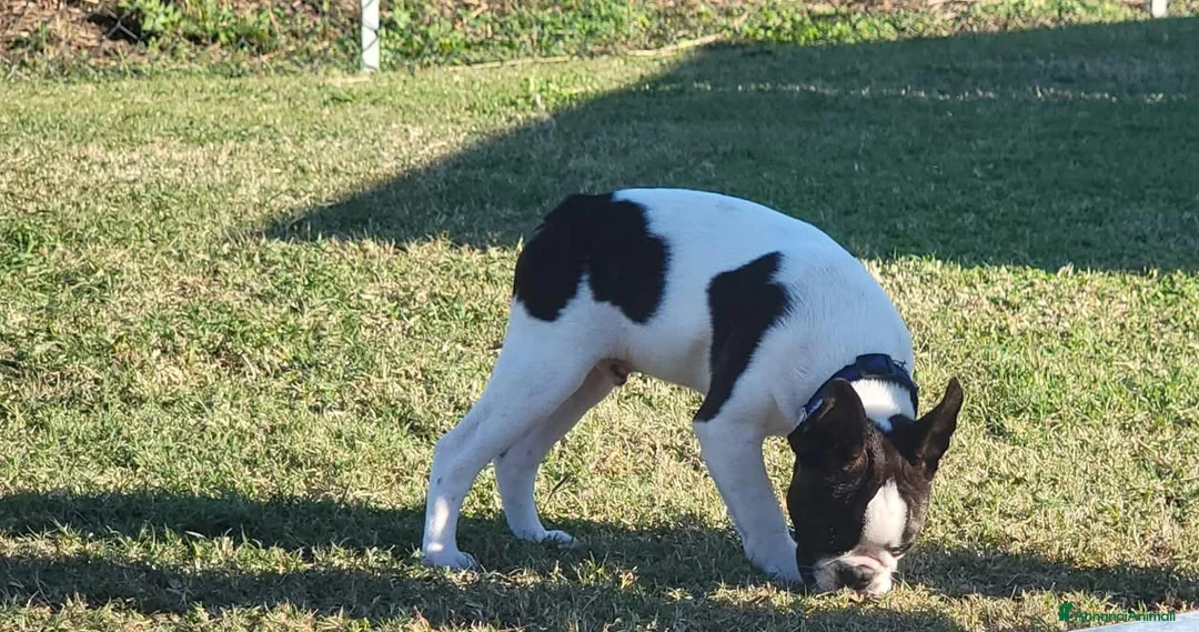 Boston Terrier cani in vendita: Cucciolo maschio di Boston Terrier - Annuncio 7