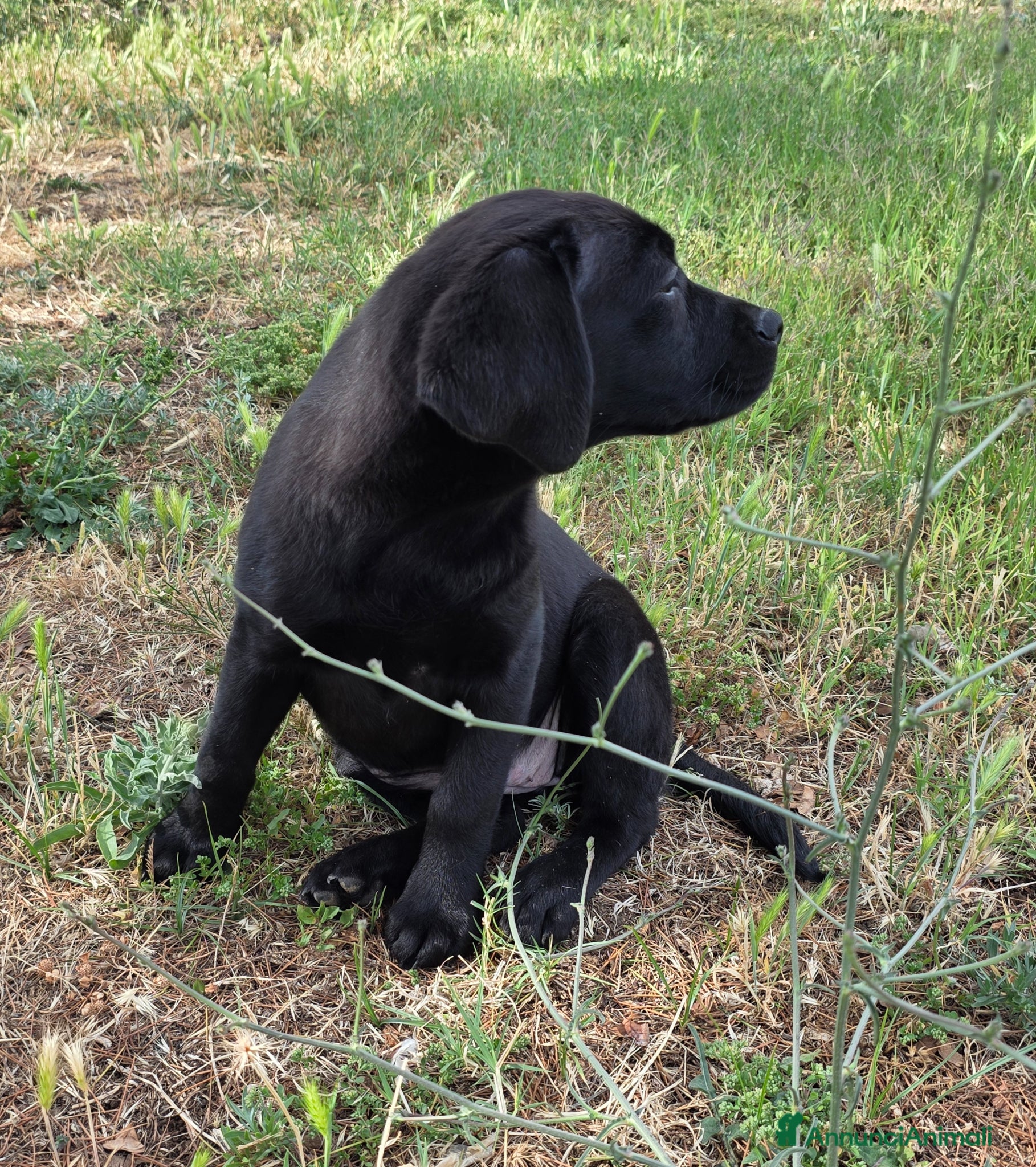 Labrador cani in vendita: Cucciola Labrador con pedigree Enci - Annuncio 6