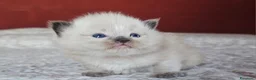 Ragdoll gatti in vendita: Meravigliosa cucciolata Ragdoll  - Annuncio 3