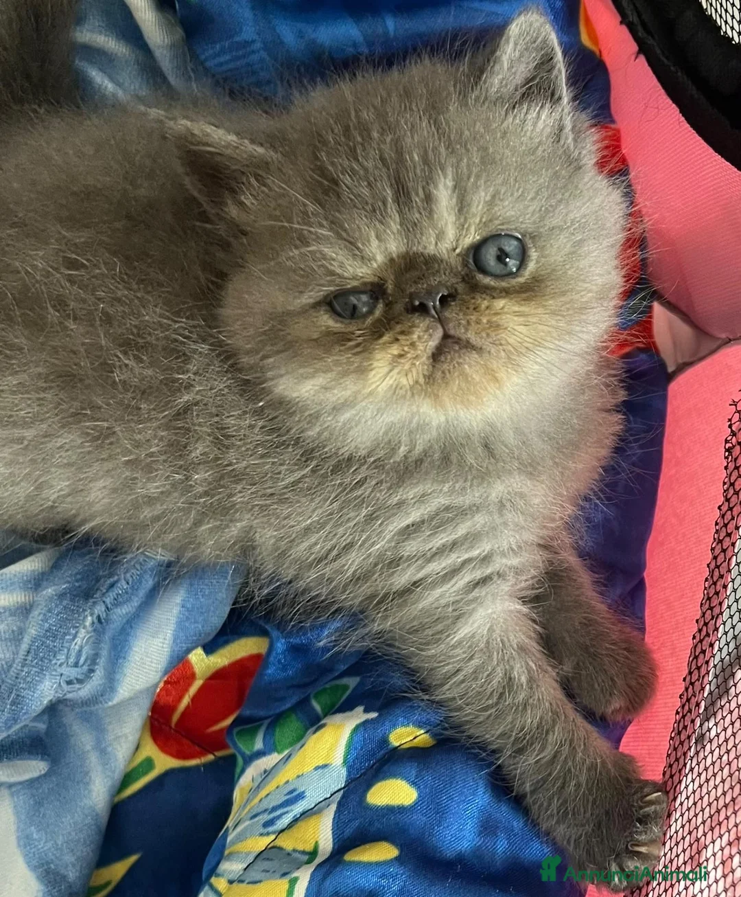 Exotic Shorthair gatti in vendita: Maschietti Exotic  - Annuncio 5