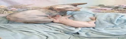 Sphynx gatti in vendita: Allevamento con affisso - Annuncio 4