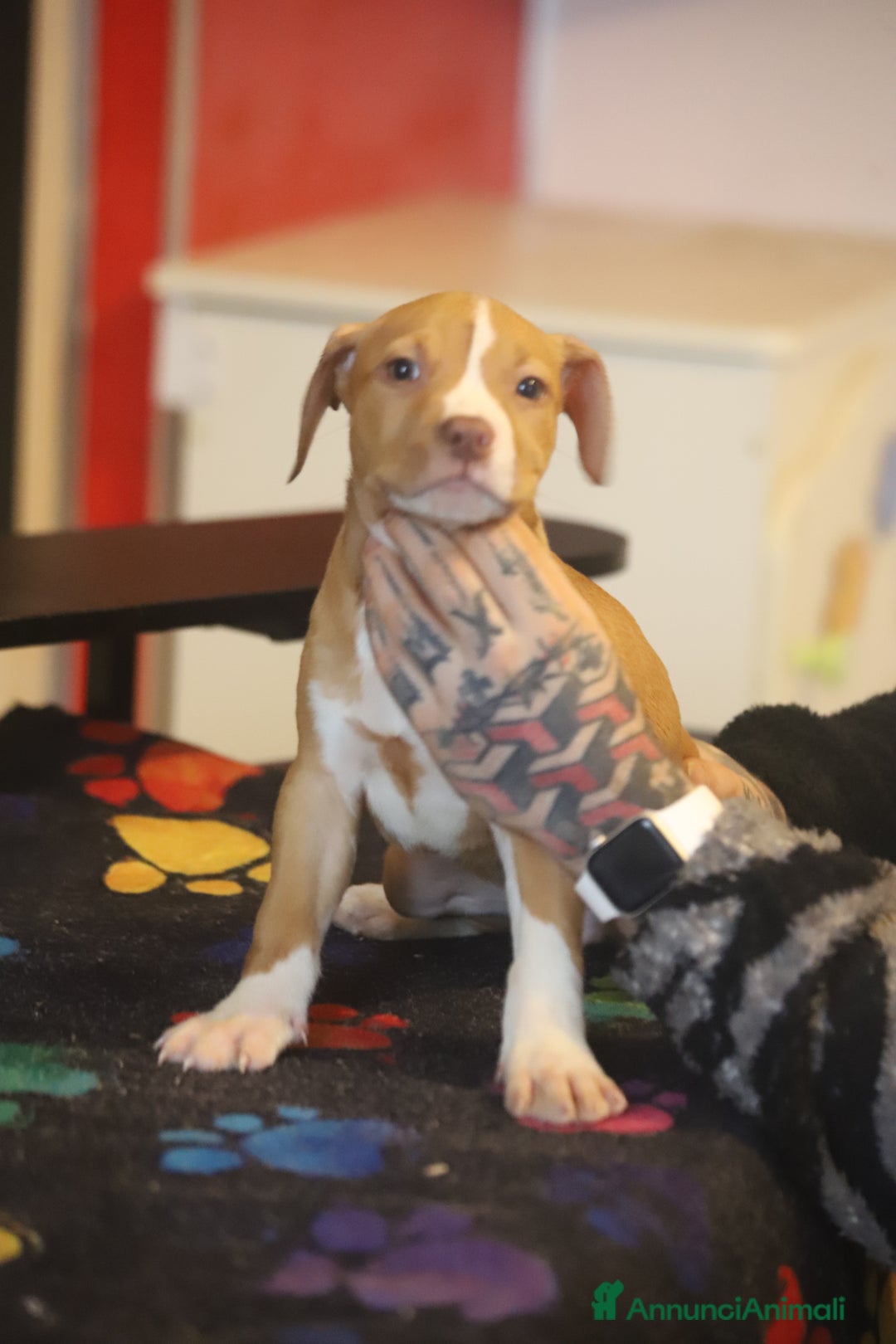 Pitbull cani in vendita: Cuccioli di Pit Bull con pedigree anche a rate - Annuncio 21