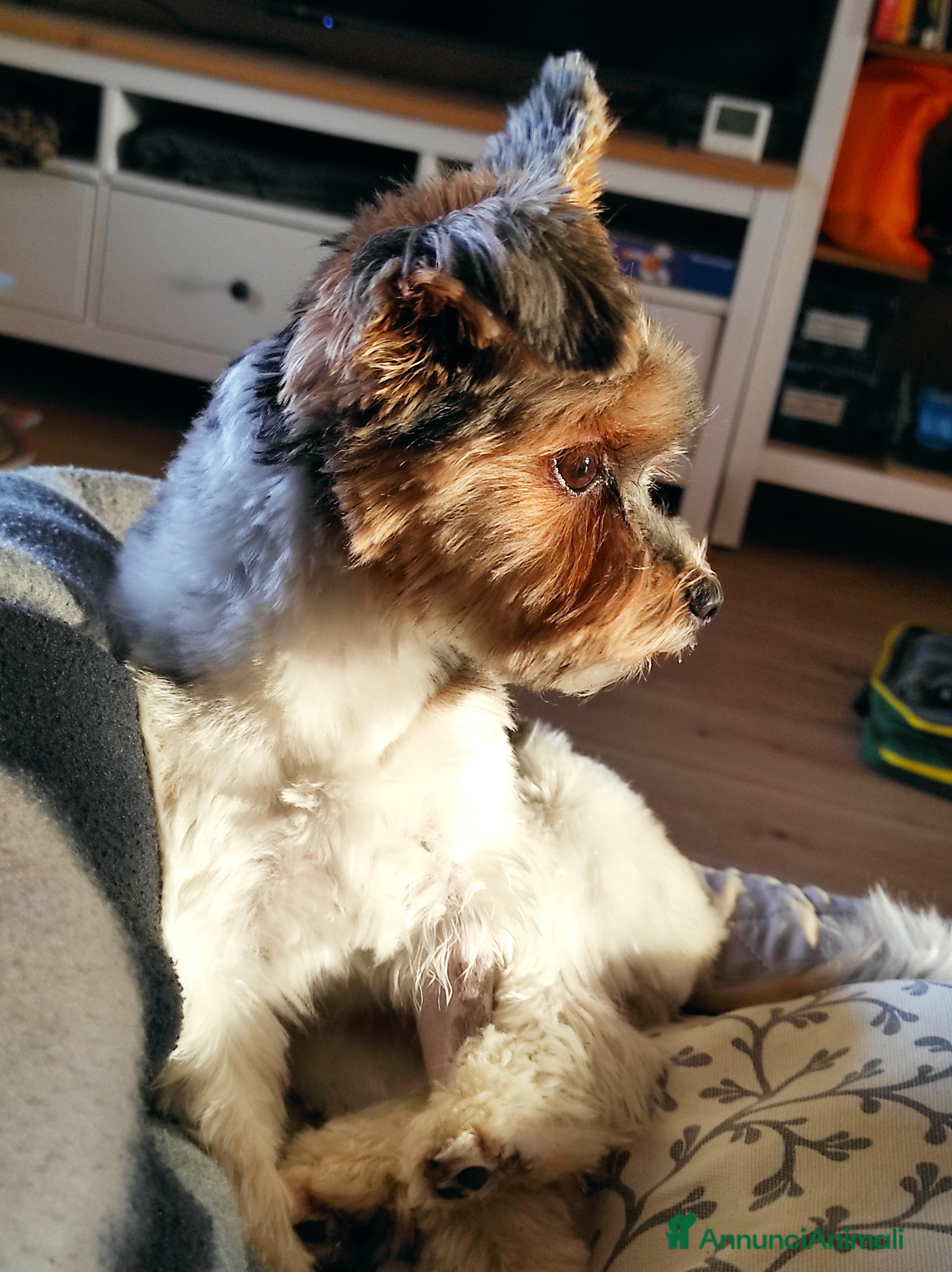 Biewer Terrier cani Femmina di Biewer Terrier cerca fidanzato - Annuncio 2