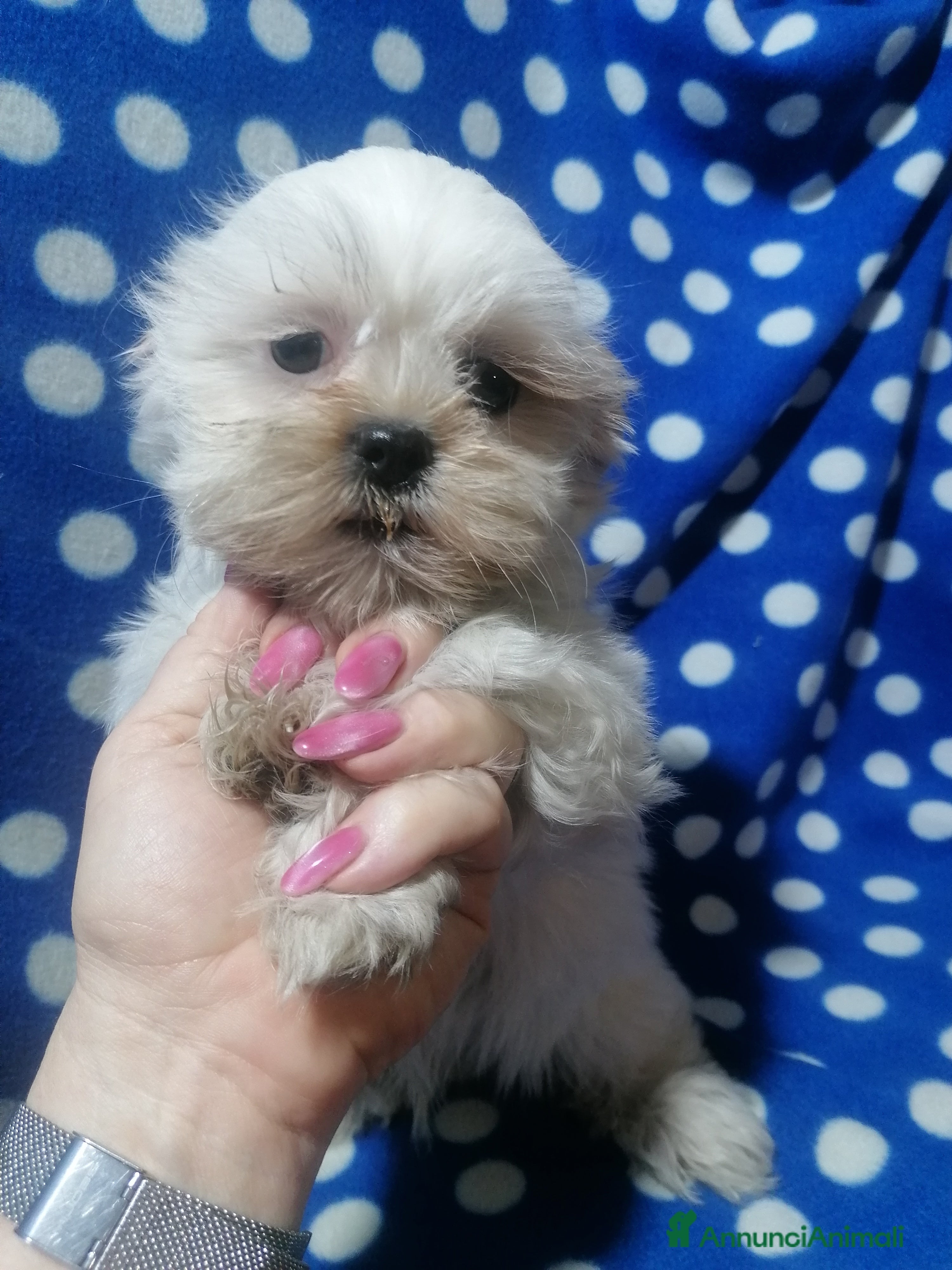 Shih Tzu cani Shih Tzu cuccioli bianchi - Annuncio 10