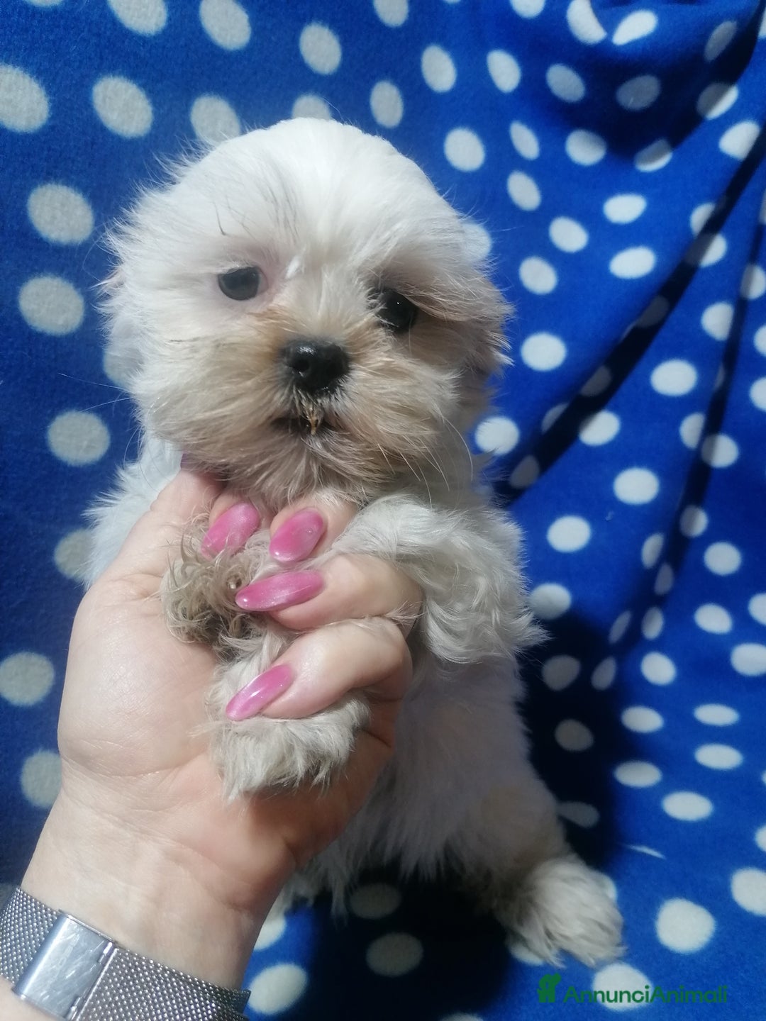 Shih Tzu cani in vendita: Shih Tzu cuccioli bianchi - Annuncio 1