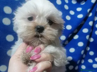 Shih Tzu cani Shih Tzu cuccioli bianchi - Annuncio 18