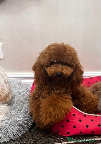 Barboncino cani Barboncino nano fulvo disponibile - Annuncio 3