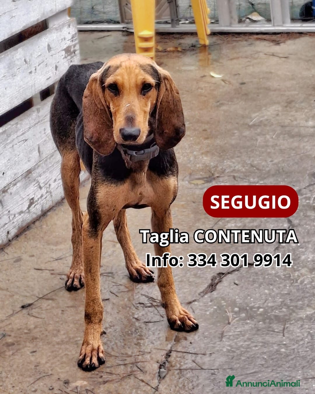 Segugio cani BOBO 💙 -segugio mite e delicato, nessuno chiama🥺 - Annuncio 13