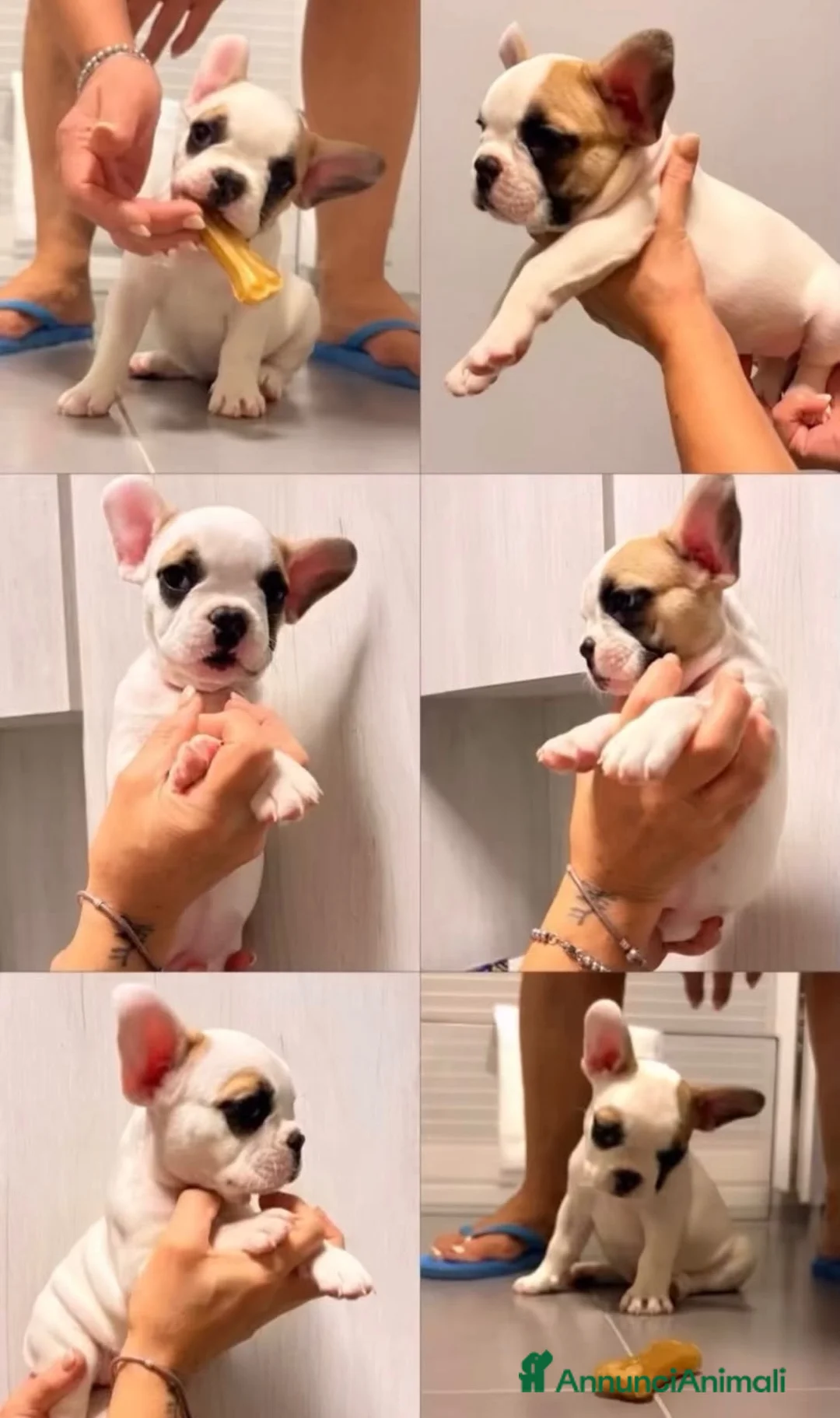 Bulldog Francese cani in vendita: Bulldog francese  - Annuncio 1
