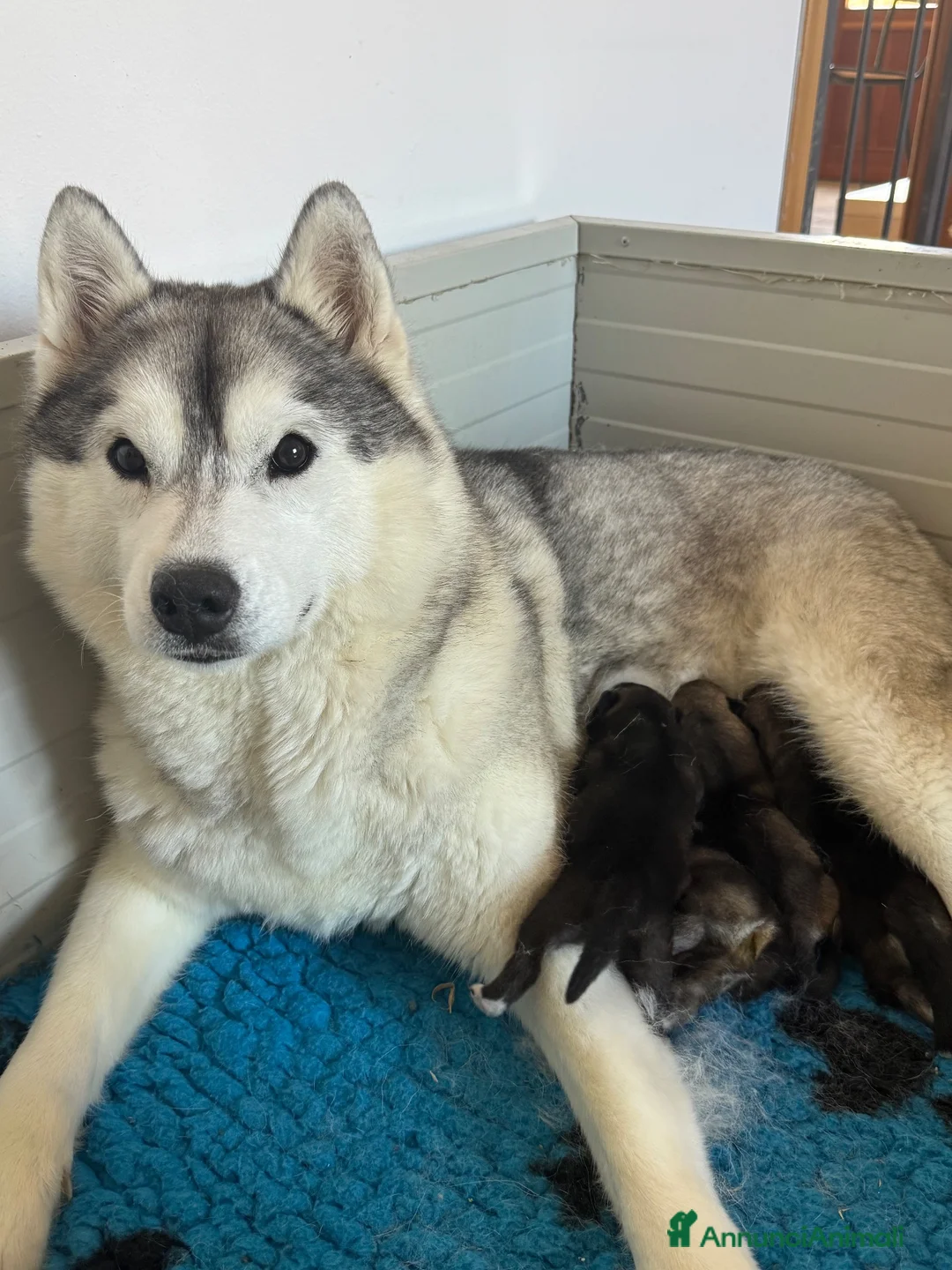 Husky cani in vendita: Cuccioli di Siberian husky  - Annuncio 1