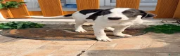 Meticcio cani in regalo: Milo dolcissimo cucciolo simil segugio a Città metropolitana di Milano - Annuncio 2