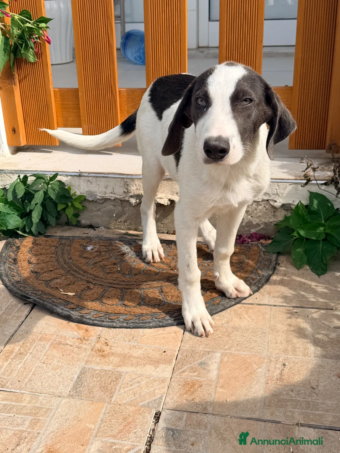 Meticcio cani in regalo: Milo dolcissimo cucciolo simil segugio a Città metropolitana di Milano - Annuncio 2