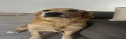 Golden Retriever cani in vendita: Cuccioli di golden Retriever  - Annuncio 14