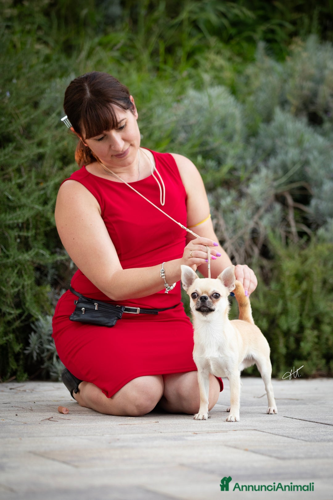 Chihuahua cani per accoppiamento: Stallone Chihuahua – Giovane Campione Sammarinese - Annuncio 2