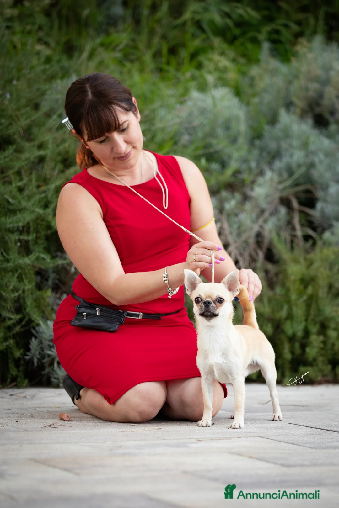 Chihuahua cani per accoppiamento: Stallone Chihuahua – Giovane Campione Sammarinese - Annuncio 2