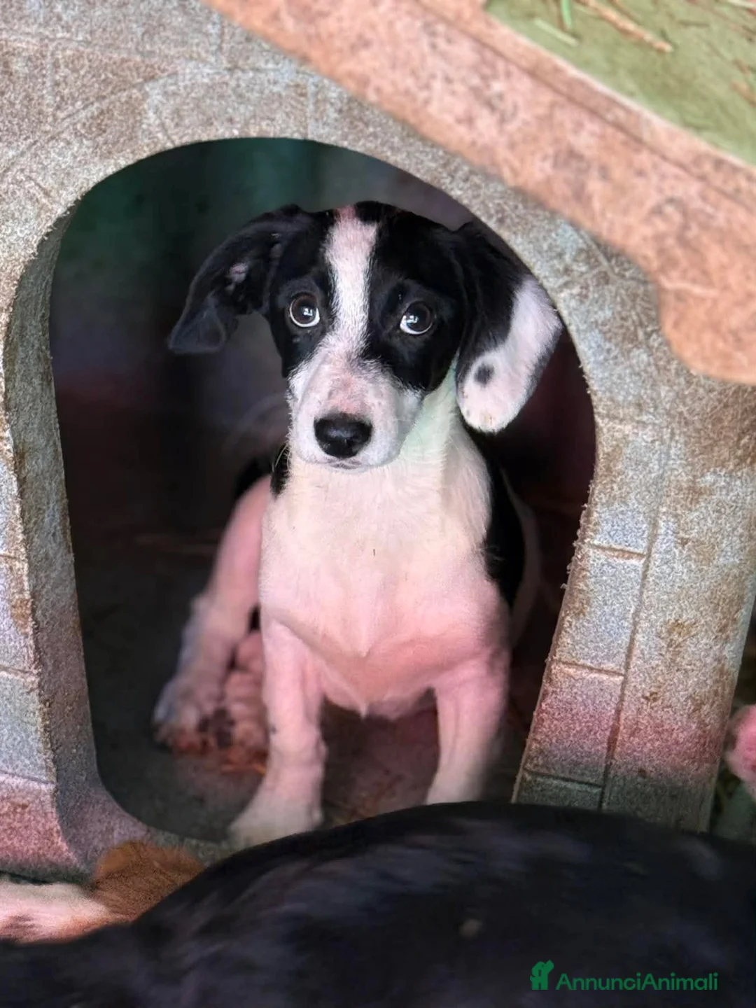 Meticcio cani in regalo: FLORIA e FANA, sorelline a macchioline! TG PICCOLA - Annuncio 1