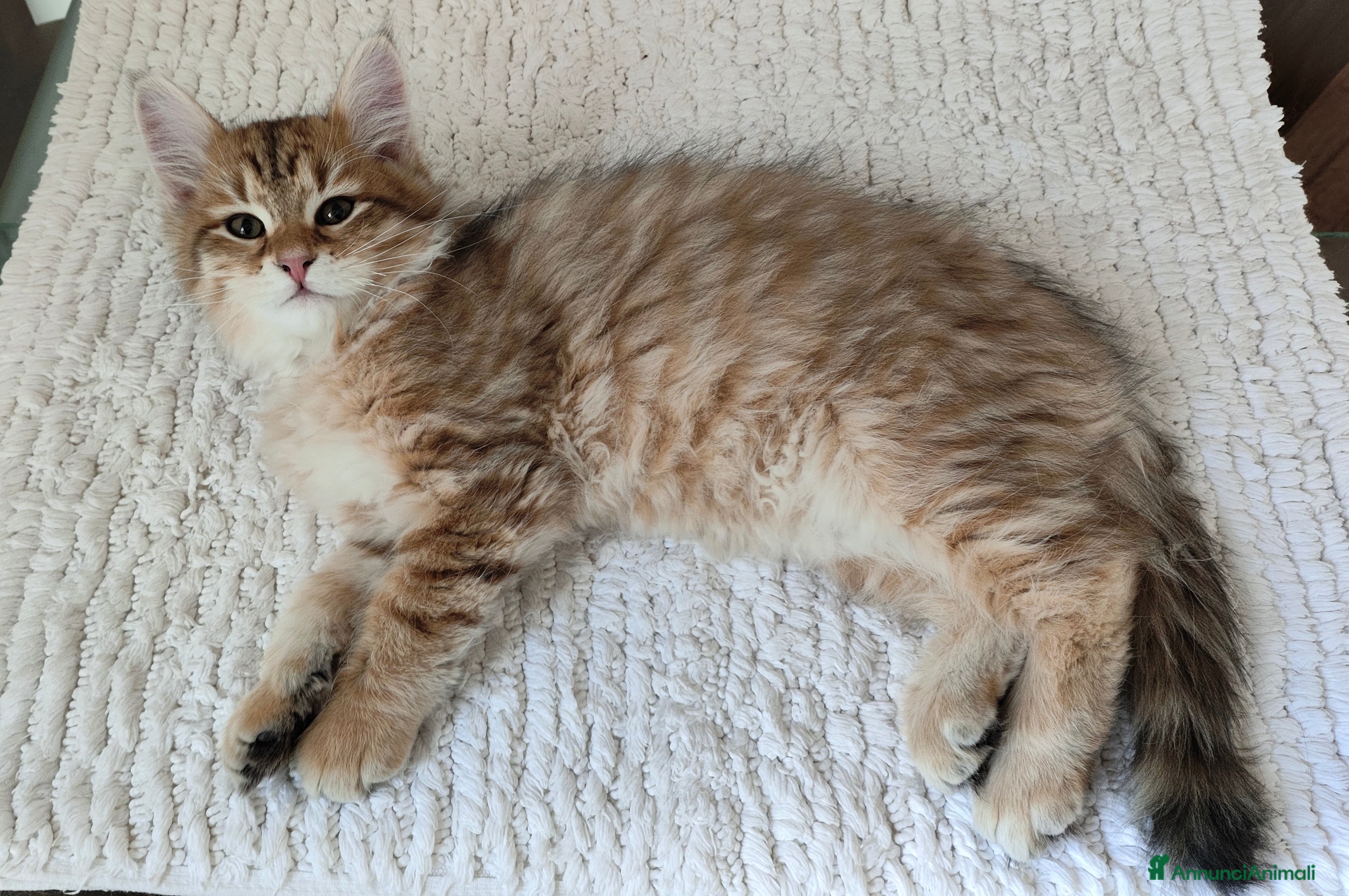 Siberiano gatti Cucciolo di gatto siberiano - Annuncio 1