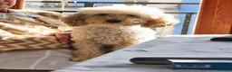 Barboncino Toy cani per accoppiamento: Barboncino toy - Annuncio 2