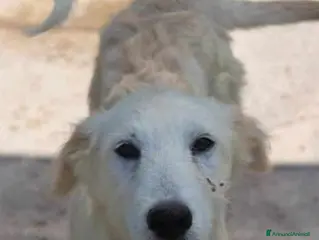 Meticcio cani CRILLIN spera anche lui! - Annuncio 37