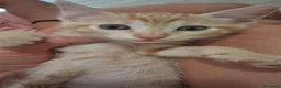 Meticcio gatti in regalo: GATTINI ROSSI - Annuncio 6