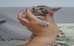 Bengala gatti in vendita: Gattine del Bengala a Città metropolitana di Roma Capitale - Immagine 3