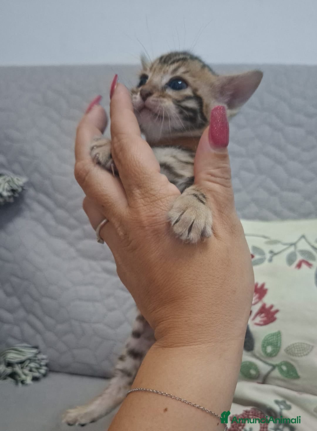 Bengala gatti in vendita: Gattine del Bengala a Città metropolitana di Roma Capitale - Immagine 3