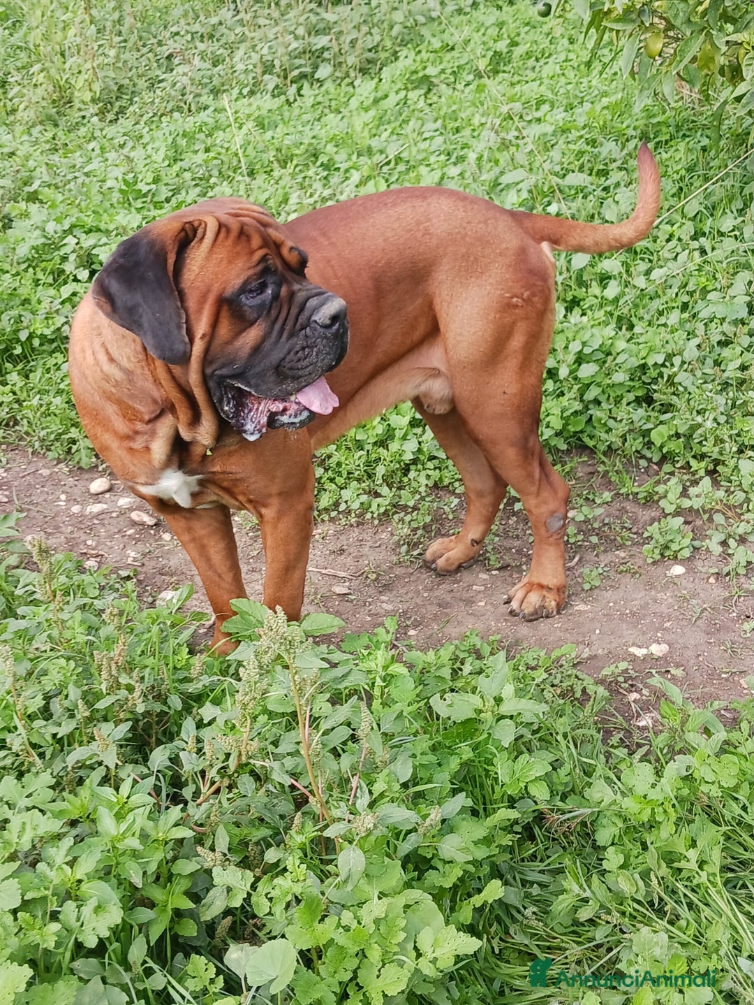 Cane Corso cani per accoppiamento: Cane Corso Disponibile per Monta–Razza originale  - Annuncio 3