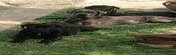 Cane Corso cani in regalo: Cucciole Cane Corso  - Annuncio 9