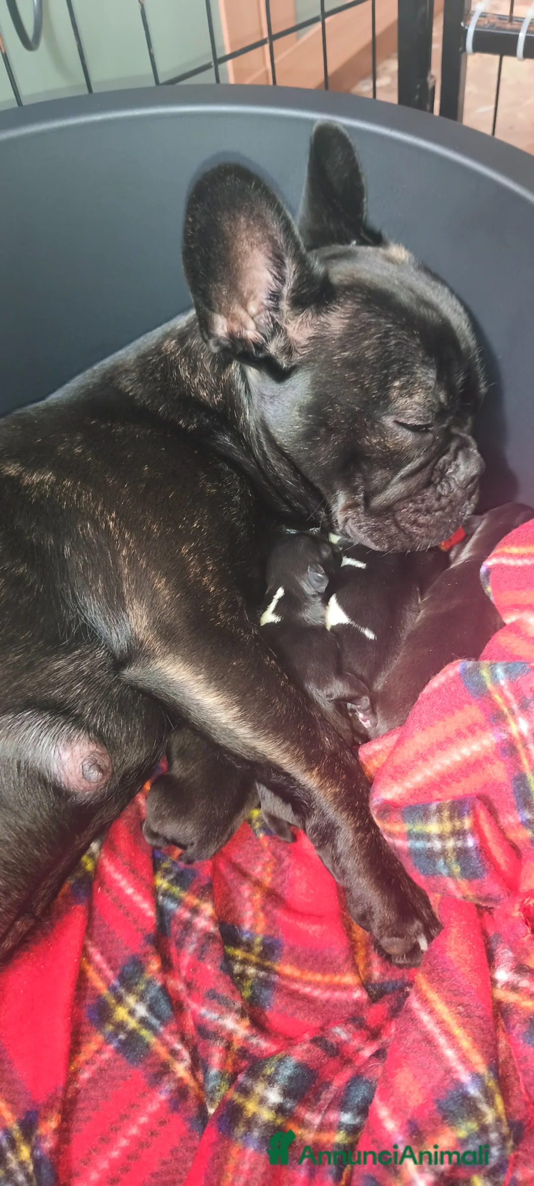 Bulldog Francese cani in vendita: 2 cuccioli di bulldog francese  - Annuncio 4