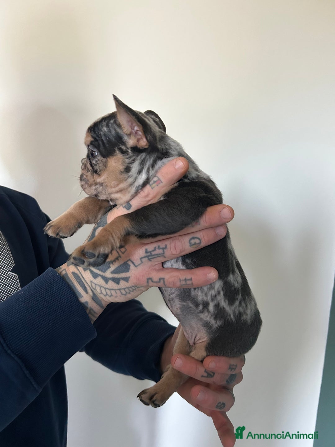 Bulldog Francese cani in vendita: Cuccioli di bulldog  - Annuncio 19