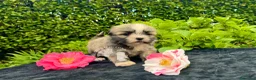 Maltipoo cani in vendita: Barboncino Maltipoo Lhasa Apso Tre Quarti di Luna - Annuncio 3