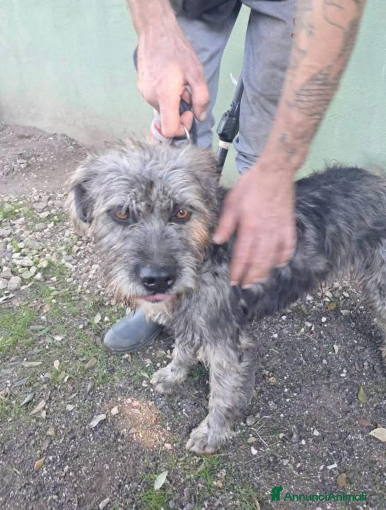 Spinone cani Kros spinoncino argentato dagli occhi nocciola  - Annuncio 4