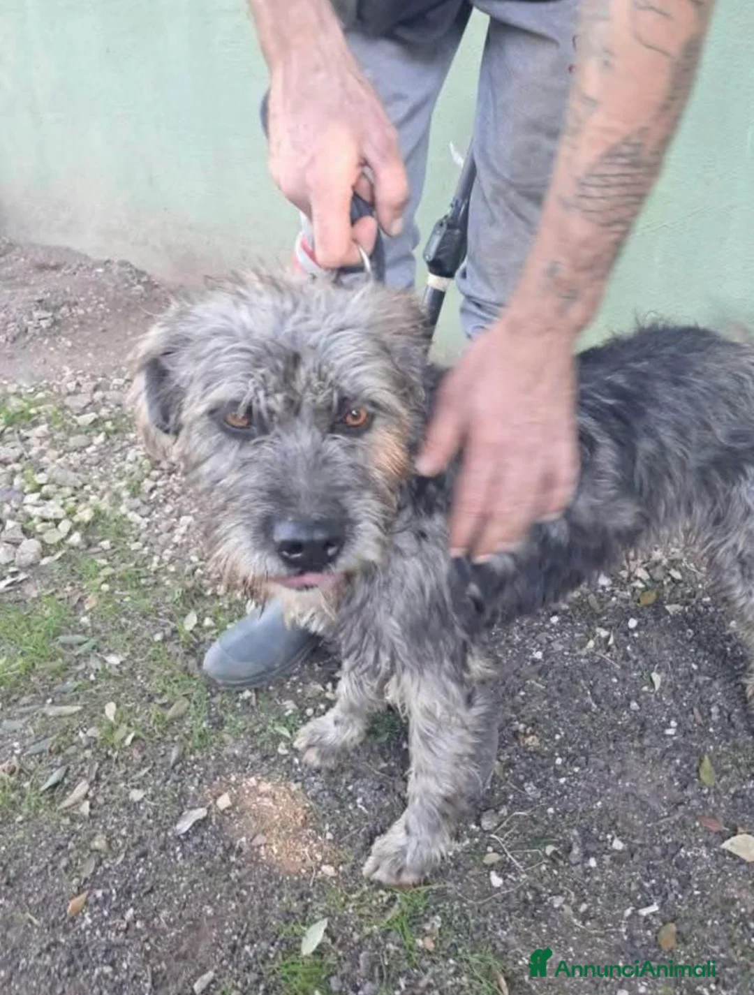 Spinone cani in regalo: Kros spinoncino argentato dagli occhi nocciola  a Città metropolitana di Milano - Annuncio 1