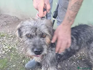 Spinone cani Kros spinoncino argentato dagli occhi nocciola - Annuncio 1
