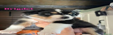 Australian Shepherd Cucciolo 5