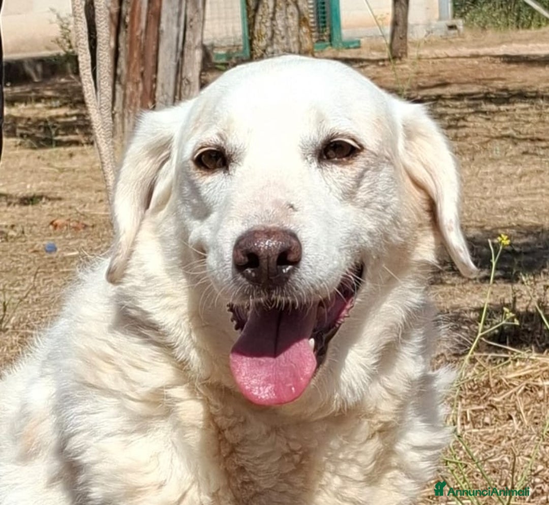 Meticcio cani in regalo: Nonna Olga Cerca Famiglia. Info Monica 3890238584 - Annuncio 1