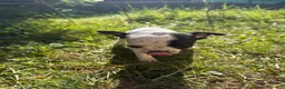 Chihuahua cani in vendita: Cuccioli di chihuahua  - Annuncio 3