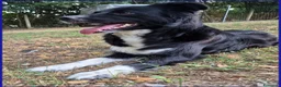 Meticcio cani in regalo: DIETA, MAMMINA SIMIL BORDER 2 ANNI - Annuncio 8