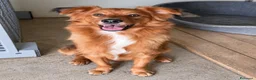 Meticcio cani in regalo: Zito cucciolotto in canile  - Annuncio 3