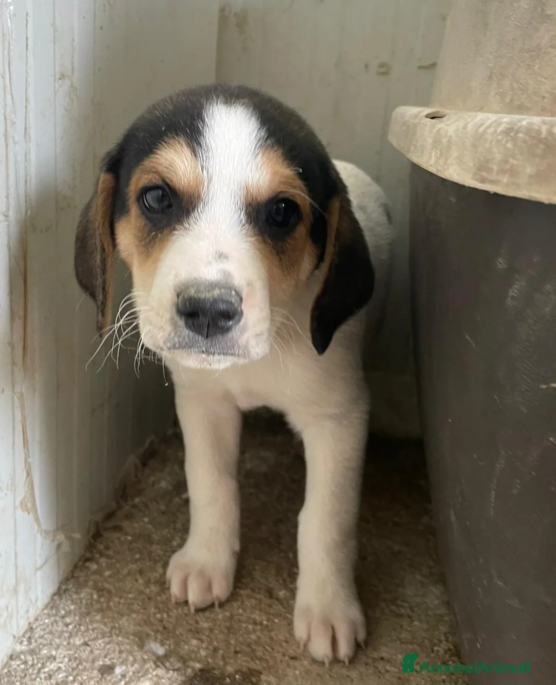 Meticcio cani in regalo: IL BELLISSIMO ORIONE - Annuncio 1