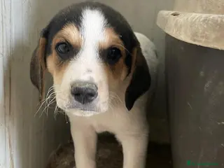 Meticcio cani IL BELLISSIMO ORIONE - Annuncio 10