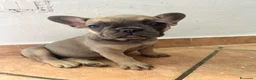 Bulldog Francese cani in vendita: Cuccioli di bulldog francese - Annuncio 6