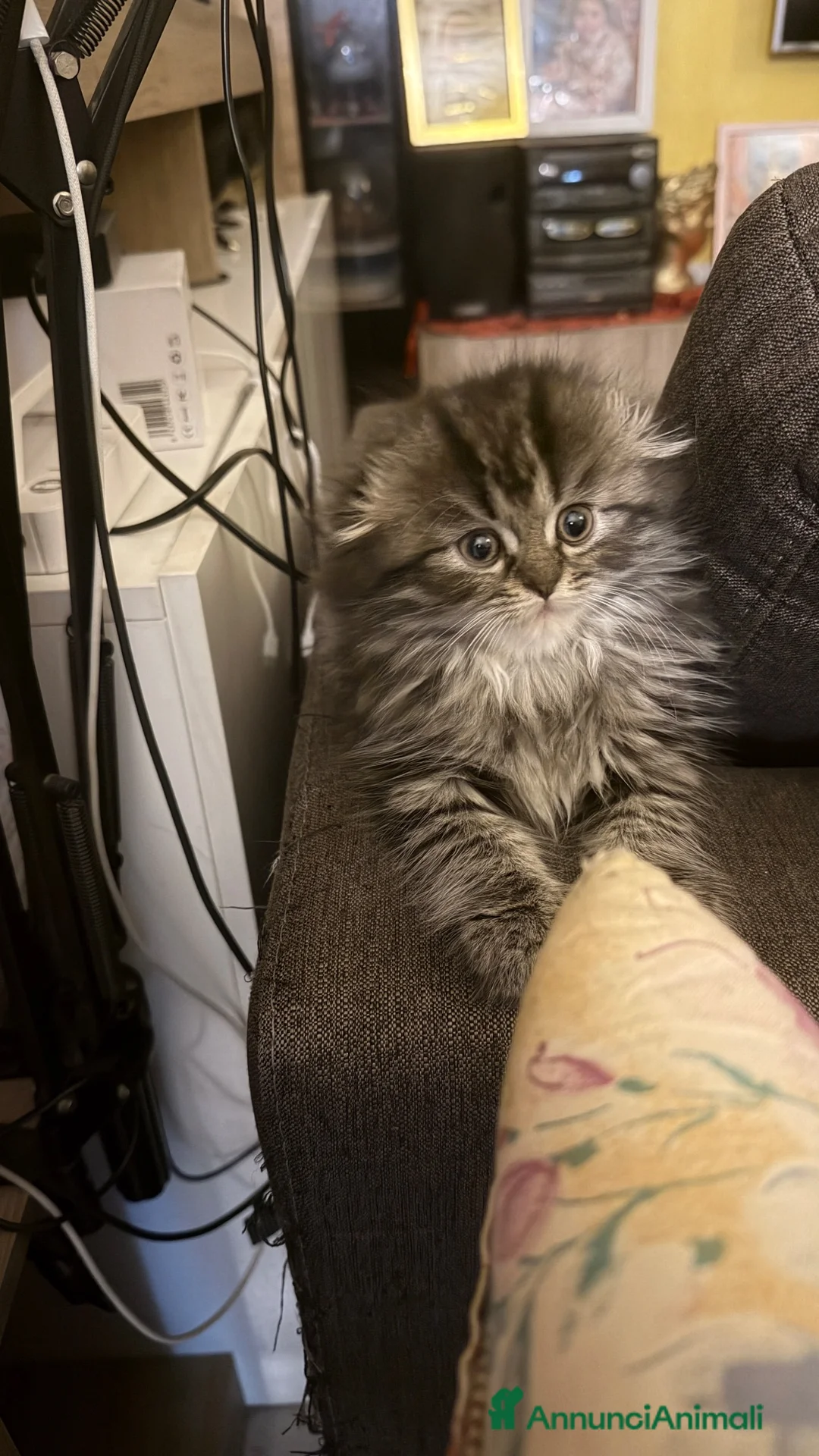 Scottish gatti in vendita: Cuccioli scottish highland - Annuncio 2